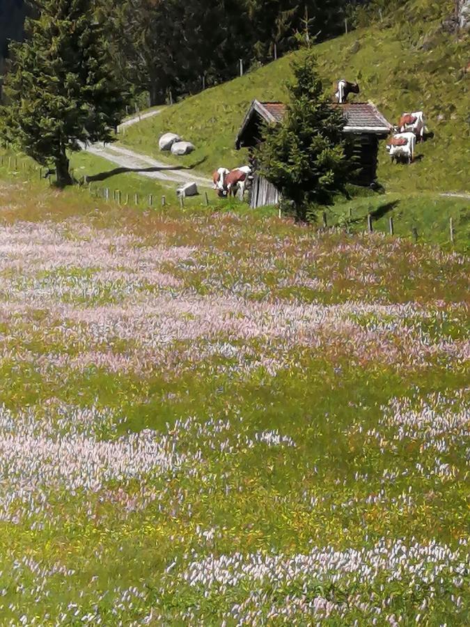 Haus Jessica Incl National Park Sommercard Mittersill Εξωτερικό φωτογραφία